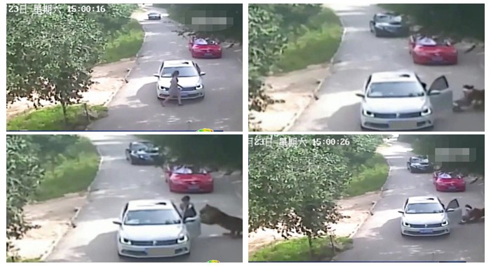 Demanda a un safari de Pekín en el que murió su madre atacada por tigres | Internacionales