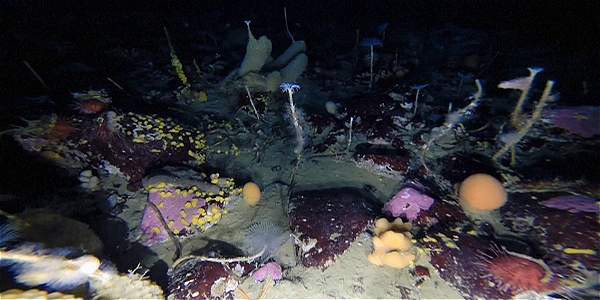 Video: descubrieron un paraíso perdido bajo el hielo de la Antártida | Internacionales