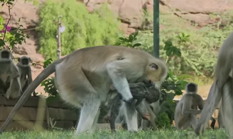 #Duelo Así reaccionan estos monos ante la muerte de una cría "falsa" | Internacionales