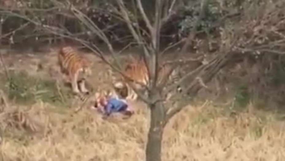 China: Un tigre mató a un hombre que "se coló" en un zoo | Internacionales