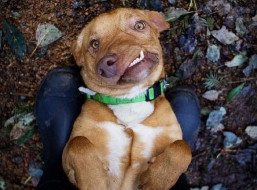 Lo iban a sacrificar por feo | Internacionales