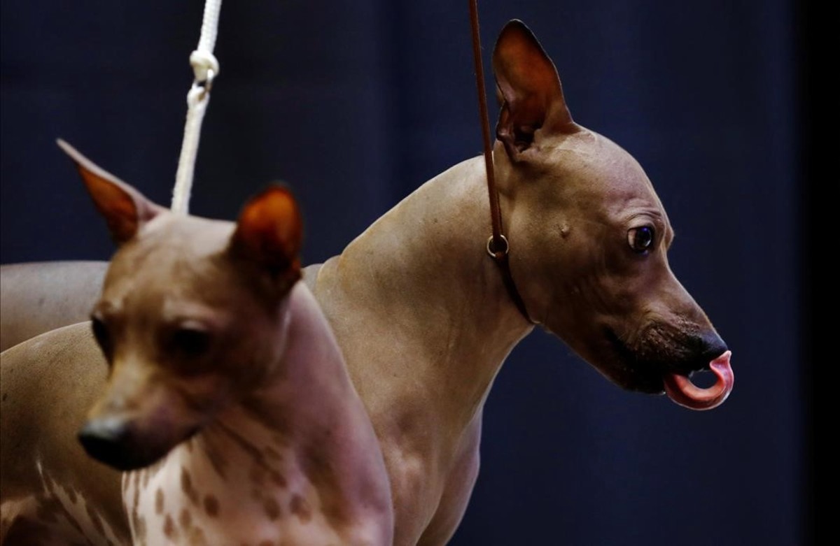 España: prohibieron cortarle la cola a los perros y extirparle las uñas a los gatos | Internacionales