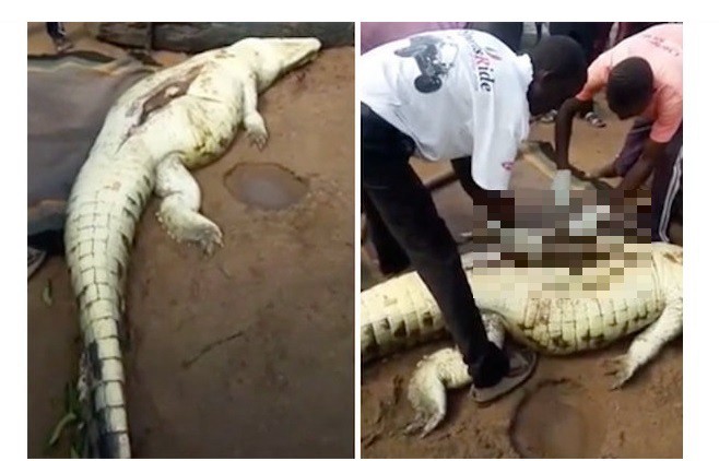 Mataron a un cocodrilo, lo abrieron y sacaron los restos de un niño | Internacionales