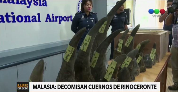Incautaron 18 cuernos de rinoceronte africano en Malasia | Internacionales