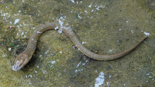 Se introdujo una anguila por el recto para combatir el estreñimiento | Internacionales