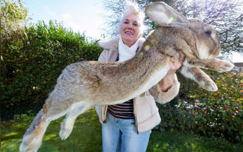 Otro escándalo en un avión de United Airlines: Murió un conejo gigante que viajaba rumbo a un concurso | Internacionales