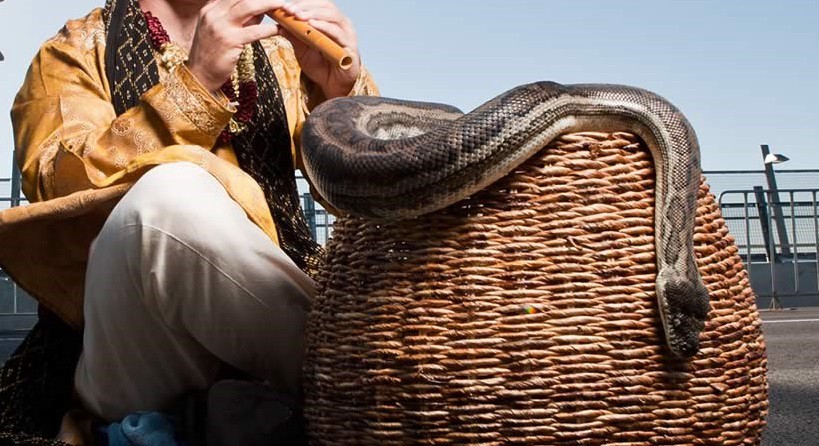Un encantador murió tras ser mordido por su serpiente | Internacionales