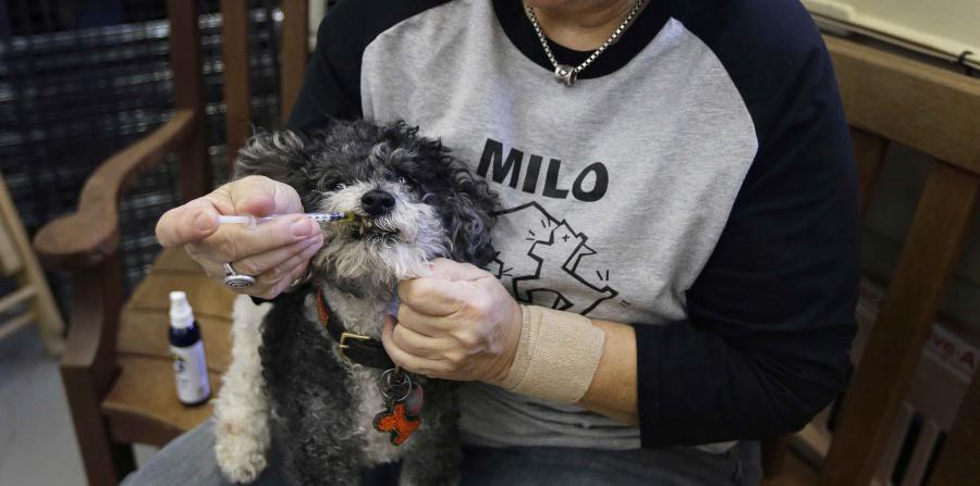 Crece fuerte en Estados Unidos el mercado de cannabis para las mascotas | Internacionales