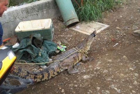 Una familia tenía un cocodrilo como mascota | Internacionales