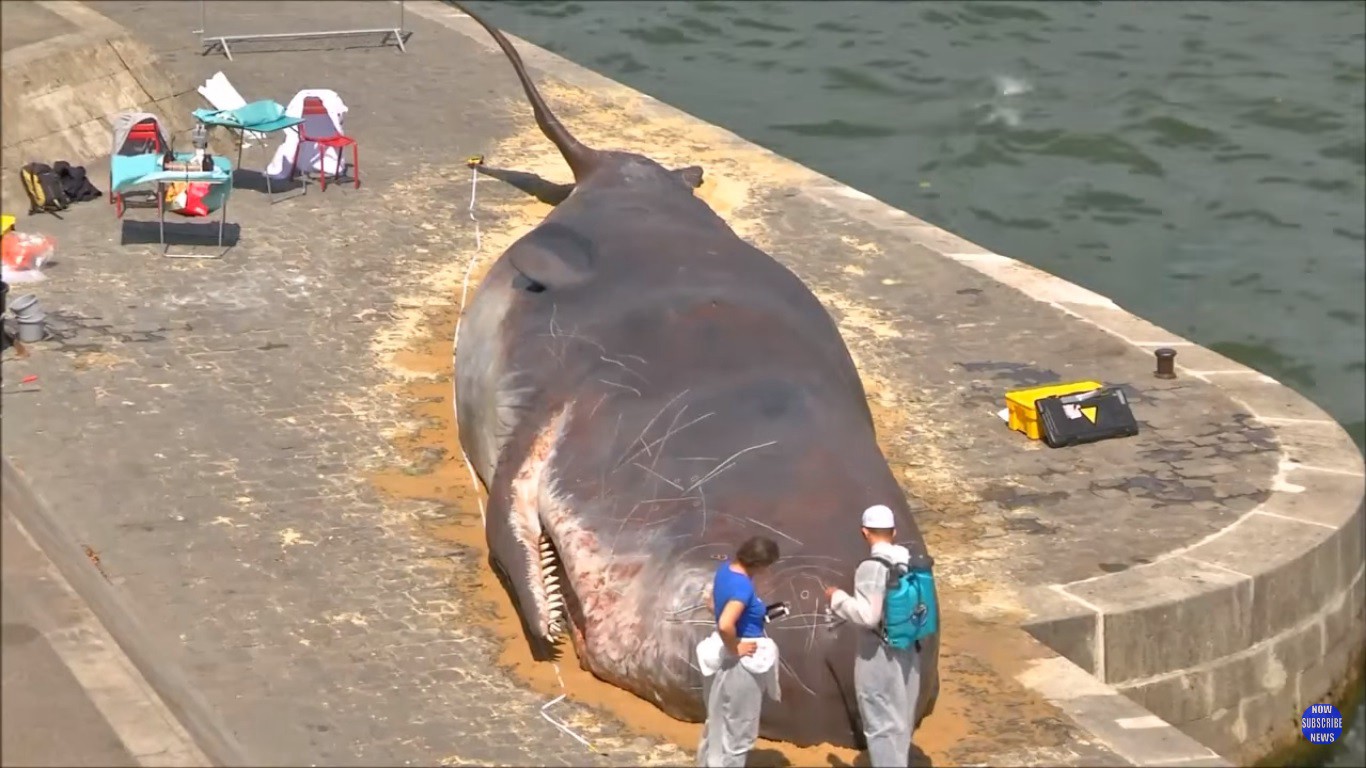Sorpresa en París: apareció el cuerpo de una ballena al costado del río Sena | Internacionales