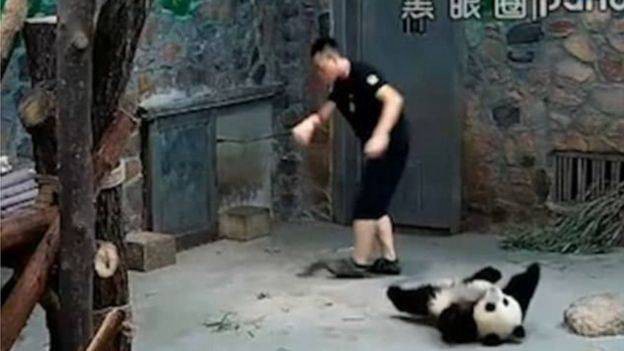 Furia en China por un video que muestra a dos cuidadores maltratando a osos panda | Internacionales