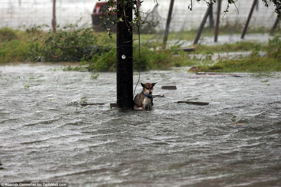 La otra cara del paso del huracán Harvey: perros abandonados y con peligro de muerte | Internacionales