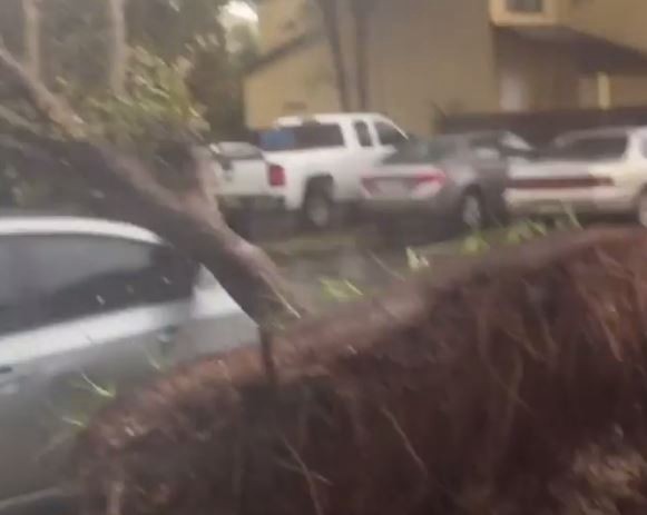 Video: así arrancó un árbol de raíz el furioso huracán Irma | Internacionales