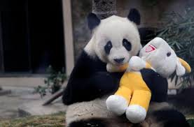 Murió el panda más viejo del mundo y expondrán su cuerpo en un museo | Internacionales