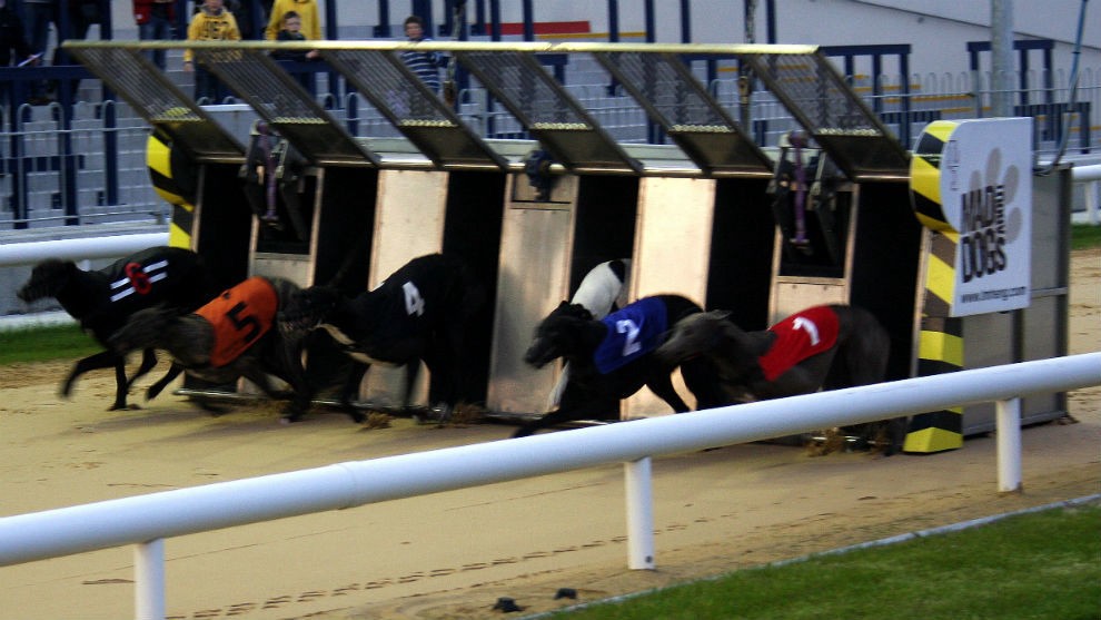 Escándalo en Irlanda: un galgo campeón dio positivo en cocaína | Internacionales