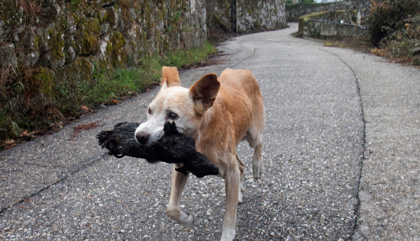 La perrita que lleva a su cría calcinada y se transformó en símbolo de los incendios en España | Internacionales