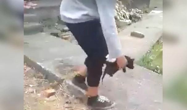 Detienen a adolescentes que apedrearon a gatitos hasta matarlos | Internacionales