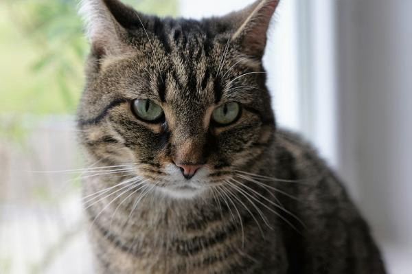 Indignación en España: hicieron estallar petardos en la boca de un gato, que debió ser sacrificado | Internacionales