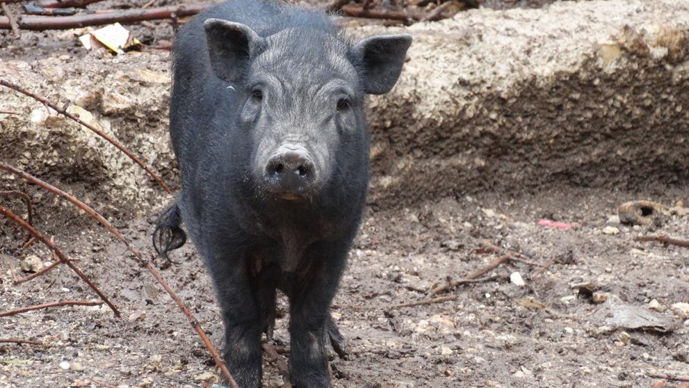 Buscan hogar para 29 cerdos vietnamitas víctimas de maltrato | Internacionales