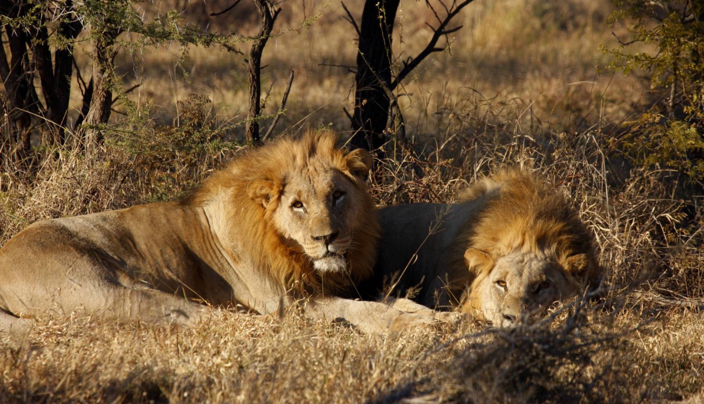 Cazaba ilegalmente y fue devorado por leones en Sudáfrica | Internacionales