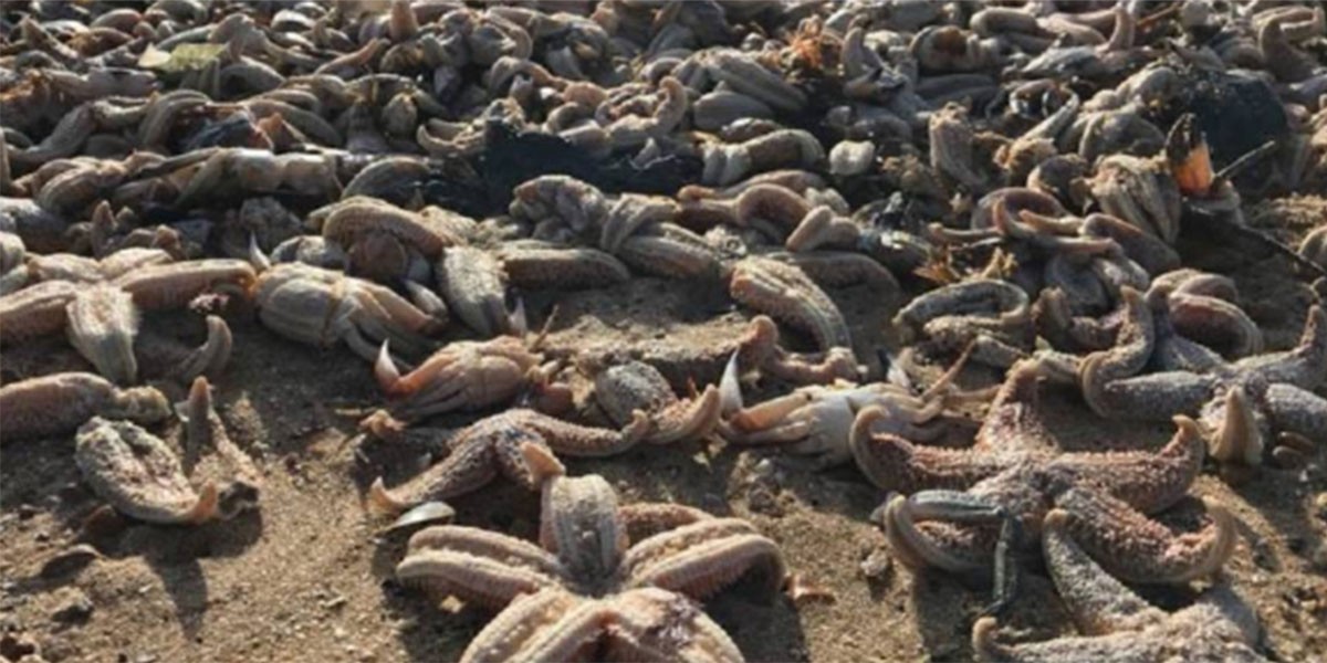 Miles de estrellas de mar aparecieron muertas en una playa de Reino Unido | Internacionales