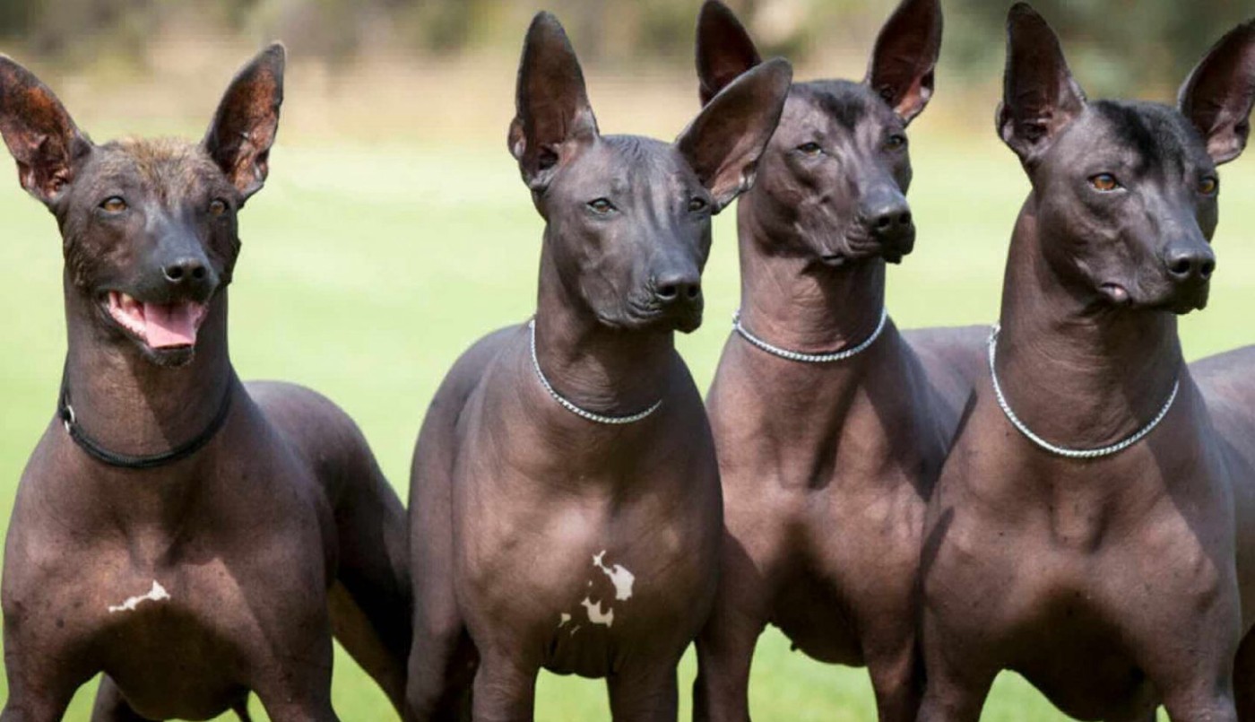 Ecuador jubiló a 61 perros policías | Internacionales