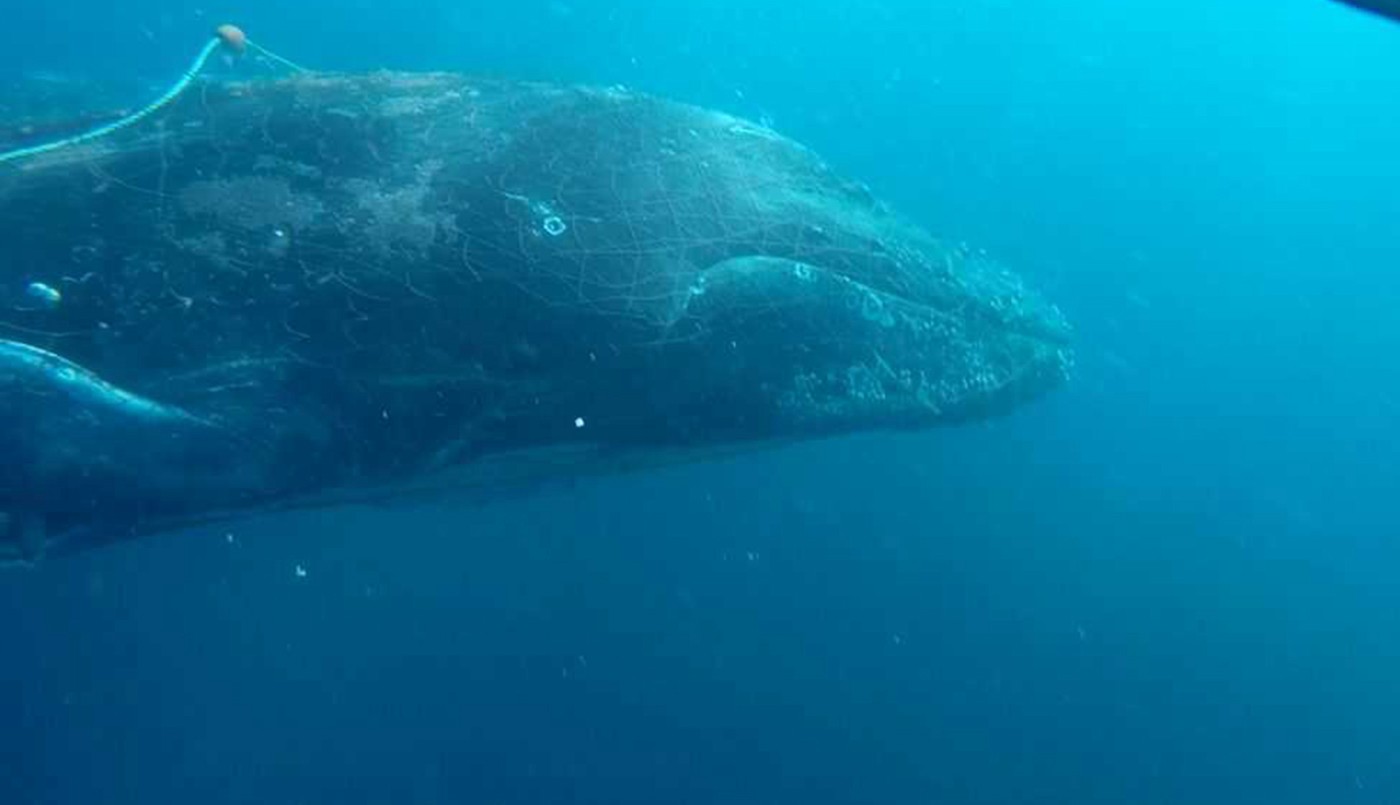 Fotos: buzos salvaron a una ballena atrapada en una red de pesca | Internacionales