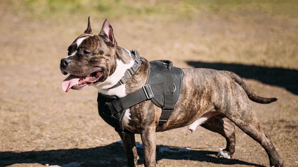 Alemania: un perro asesinó a una mujer y su hijo | Internacionales