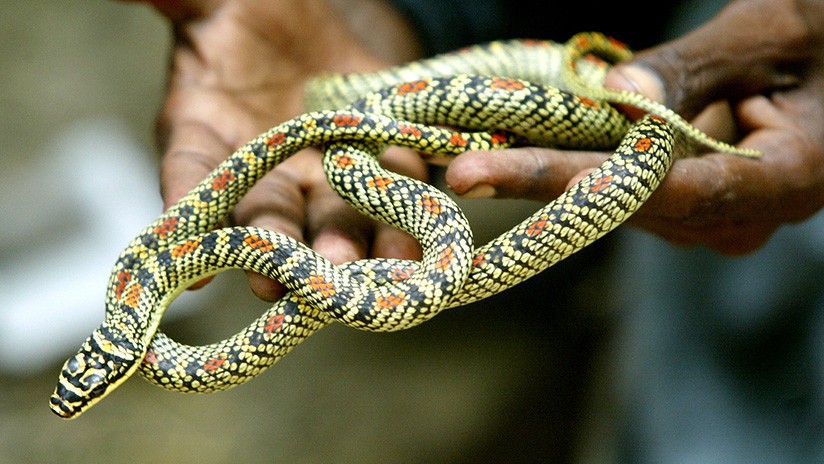 Una nena de tres años murió tras ser amamantada con leche envenenada | Internacionales