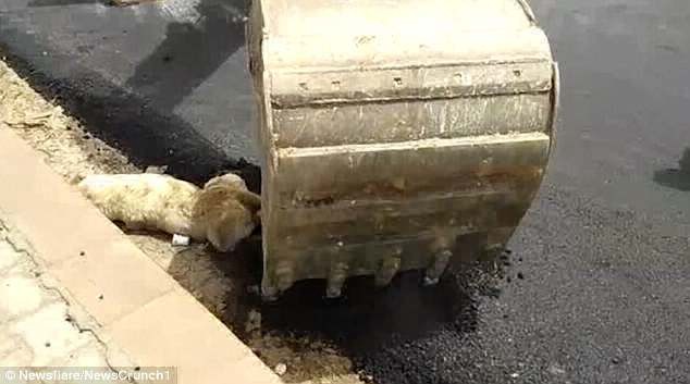 India: asfaltaban una calle, le tiraron alquitrán a un perro y lo mataron | Internacionales