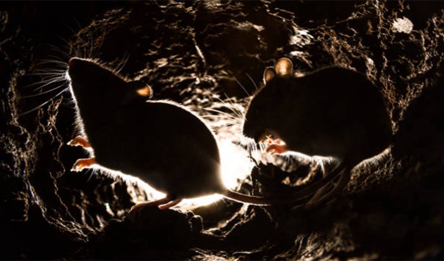 Una rata se metió en un cajero automático y se comió 18 mil dólares | Internacionales