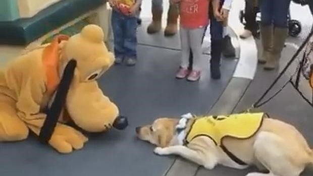 Video: el momento en que un perro conoce a Pluto | Redes
