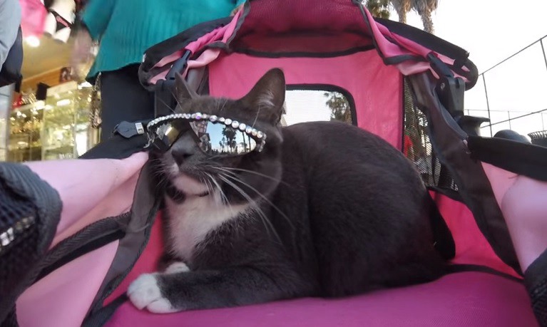 Bagel, la gatita sin párpados que es una estrella de las redes sociales | Redes