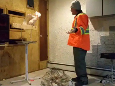 #EsViral Los insultos de la cacatúa | Redes