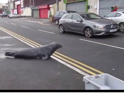#EsViral La foca en el restaurante | Redes
