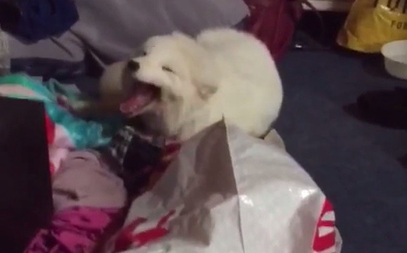 #EsViral La risa más contagiosa del mundo es la de este zorro ártico | Redes