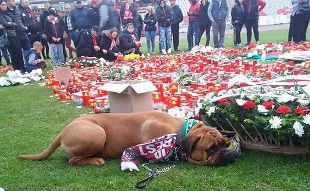 La conmovedora imagen de un perro en el funeral de un futbolista | Redes
