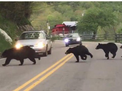 #EsViral la familia de osos cruza la ruta | Redes