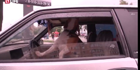#EsViral el perro que reclama el regreso de su dueño al auto | Redes