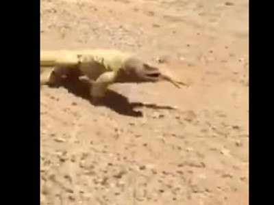 #EsViral La lagartija que busca sombra en medio del desierto | Redes