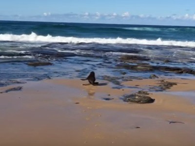 #EsViral la alegría de la foca bebé rescatada de una red | Redes