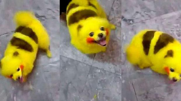 Un fanático de Pokemon Go tiñó a su perro como un pikachu | Redes