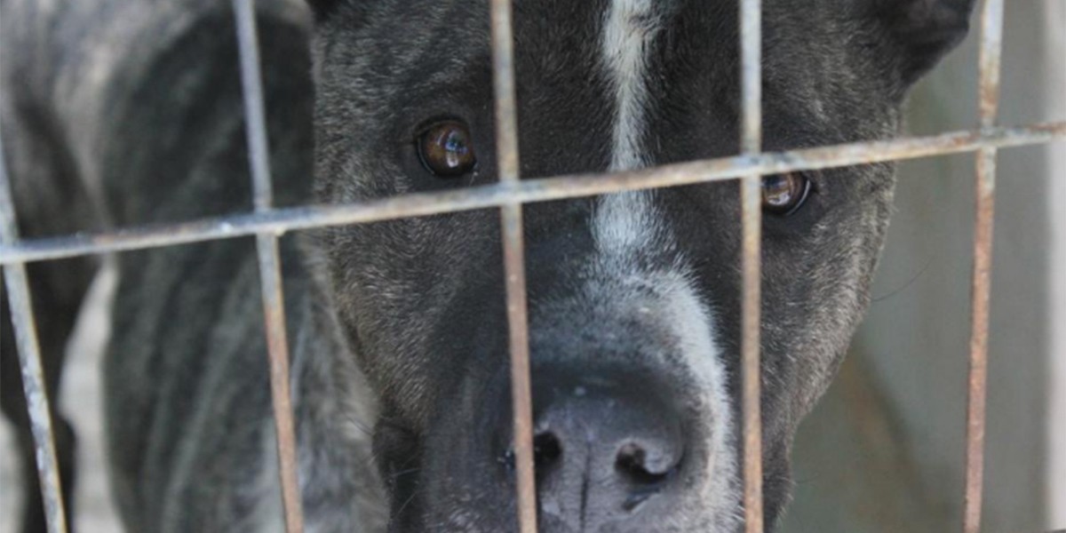 Ecoy, el perro robado para peleas callejeras que nadie quiere adoptar | Redes