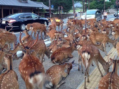 #EsViral una manada de ciervos que ocupa las calles | Redes