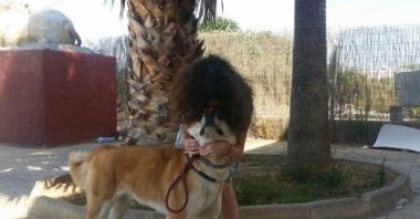 Una perra se reencontró con su dueña después de esperarla seis días en el hospital | Redes