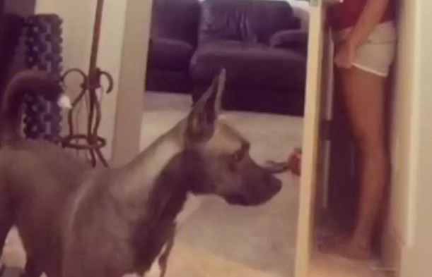 #EsViral El perro que juega a las escondidas | Redes