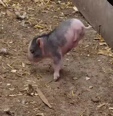 #EsViral: El mini cerdito que camina de una forma muy particular | Redes