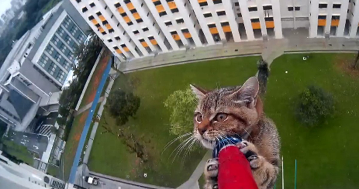El dramático rescate de un gato atrapado en las alturas | Redes