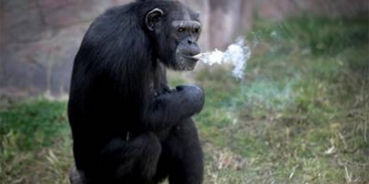 Polémica por la chimpancé que fuma un atado de cigarrillos por día | Redes