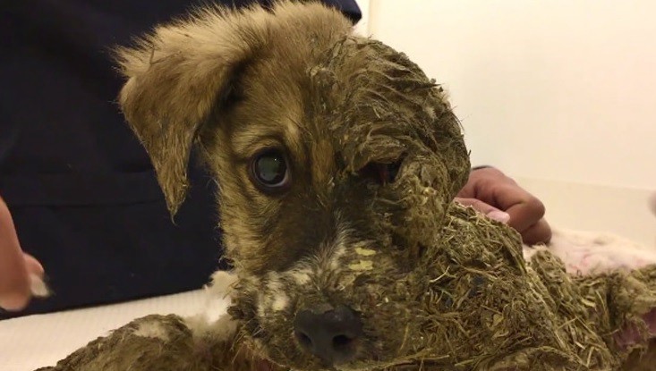 Casi un milagro:  llenan de pegamento a un perrito y logran salvarlo | Redes